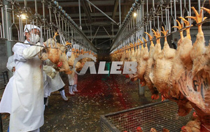 Tavuk kesim üretim hattı otomatik tavuk kanatlı Abattoir kesim süreci hattı - Product Image 6