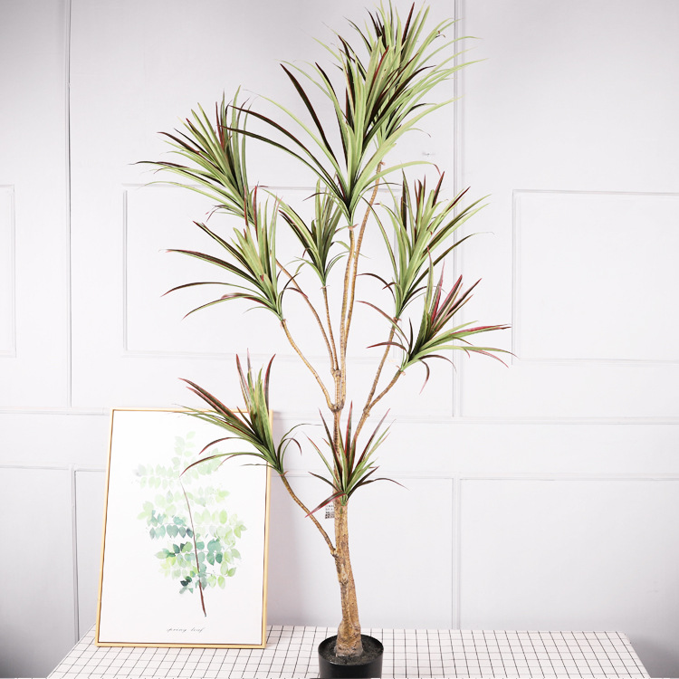 Cycas de 6 pieds à feuilles rouges