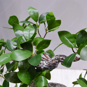 屋内屋外造園ビッグツリー人工バオバブツリーモンキーパンツリー家の屋内部屋の装飾 - Product Image 6