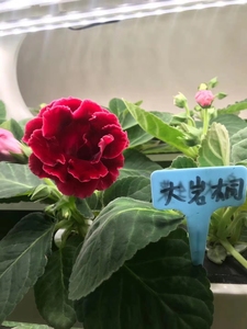 2023 planta casera automática tecnología inteligente computadora de jardinería inteligente Mini invernadero sistemas de cultivo de vegetales hidropónicos - Product Image 2