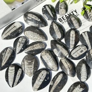 Venta al por mayor de fósiles de trilobites naturales de alta calidad con hermosos patrones para la decoración de la habitación - Product Image 2
