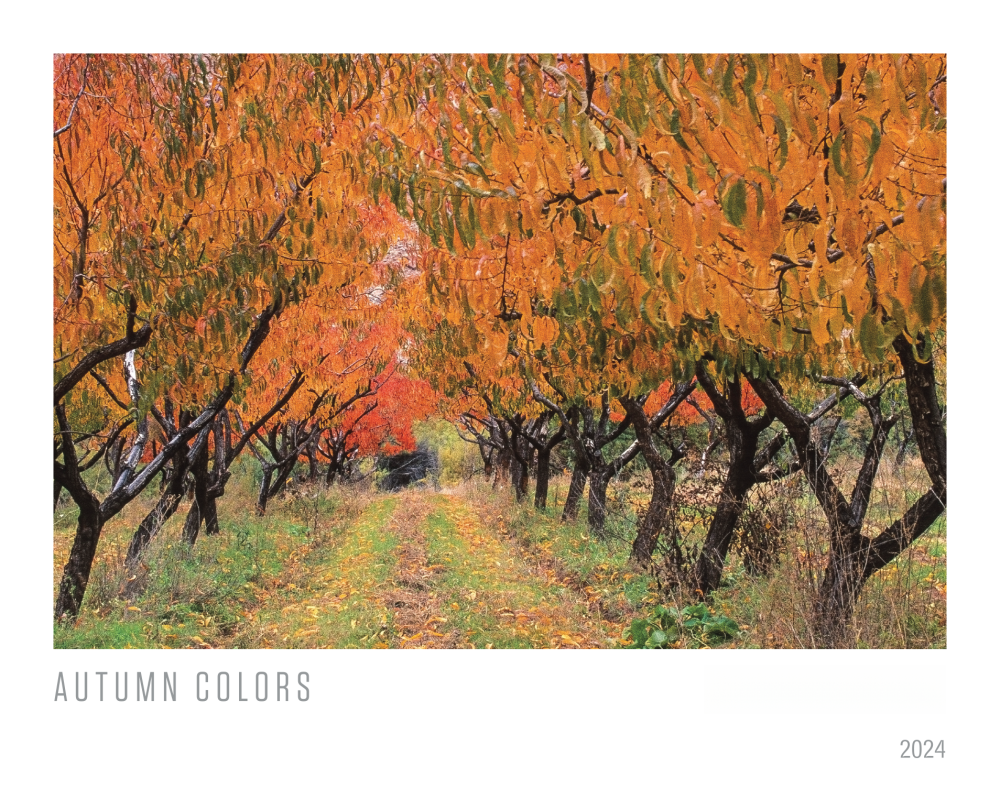 2024 Autumn Colors MY-RX292