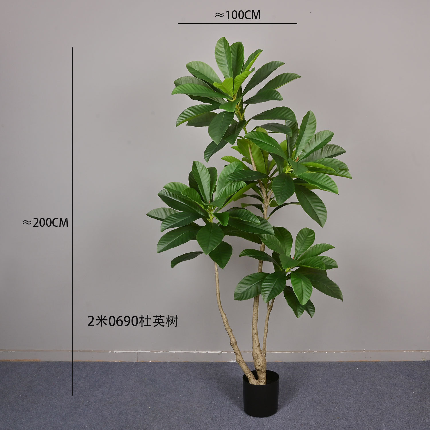 2.0690 Árbol de Elaeocarpus decipiens