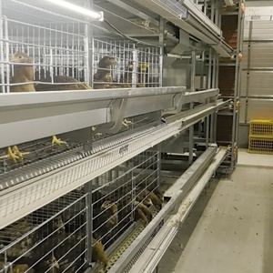 RETECH自动电池蛋鸡蛋鸡鸡笼养殖设备兔鸟蛋鸡制造商鸡
