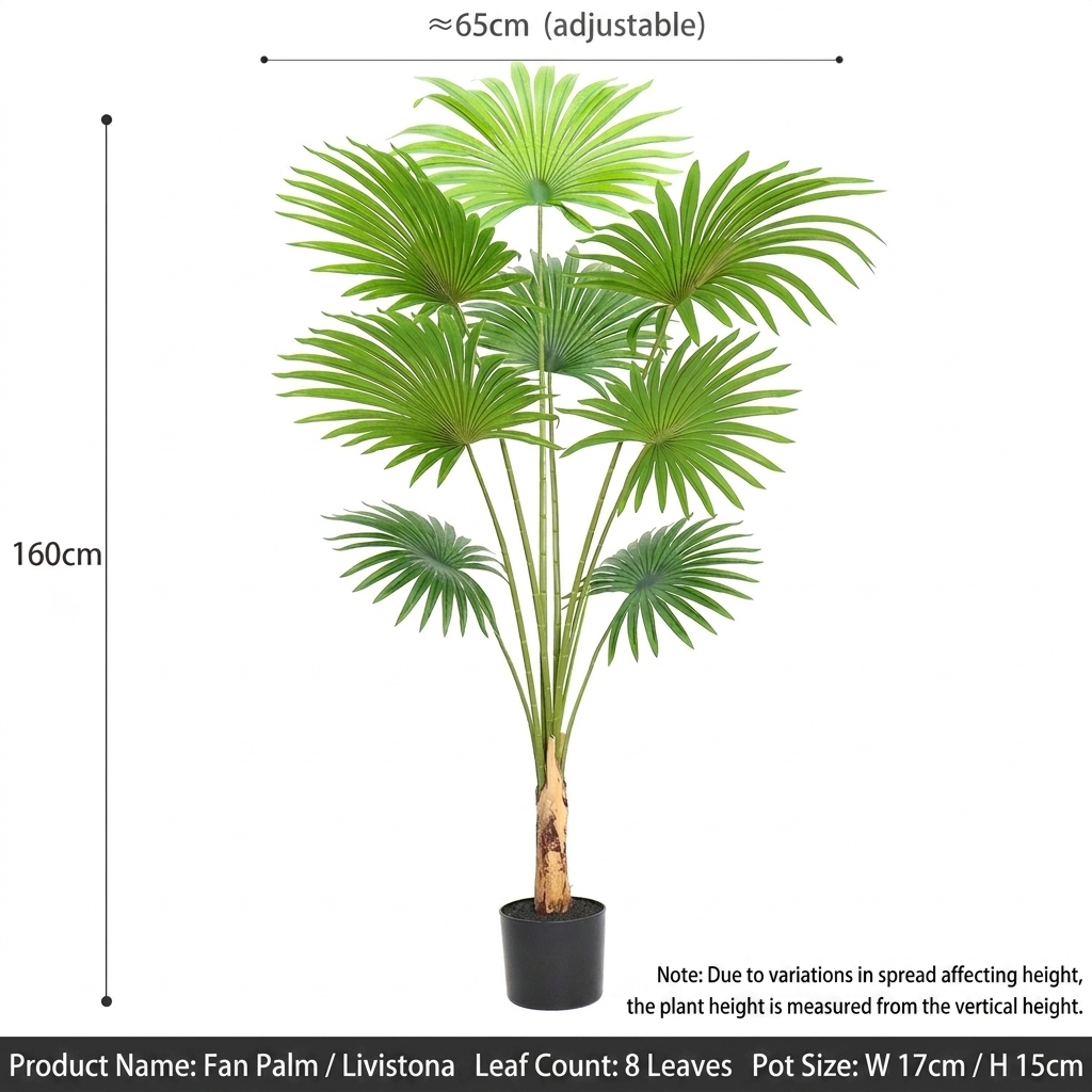 160cm fan palm