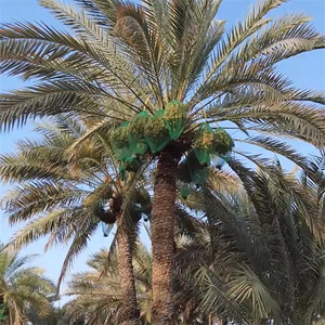 Dates Cover Bag Green Pe Mesh Bag for Fruit <strong>Tree</strong> Date <strong>Palm</strong> Protecting Mesh Net Plastic Packing Bag - Product Image 4