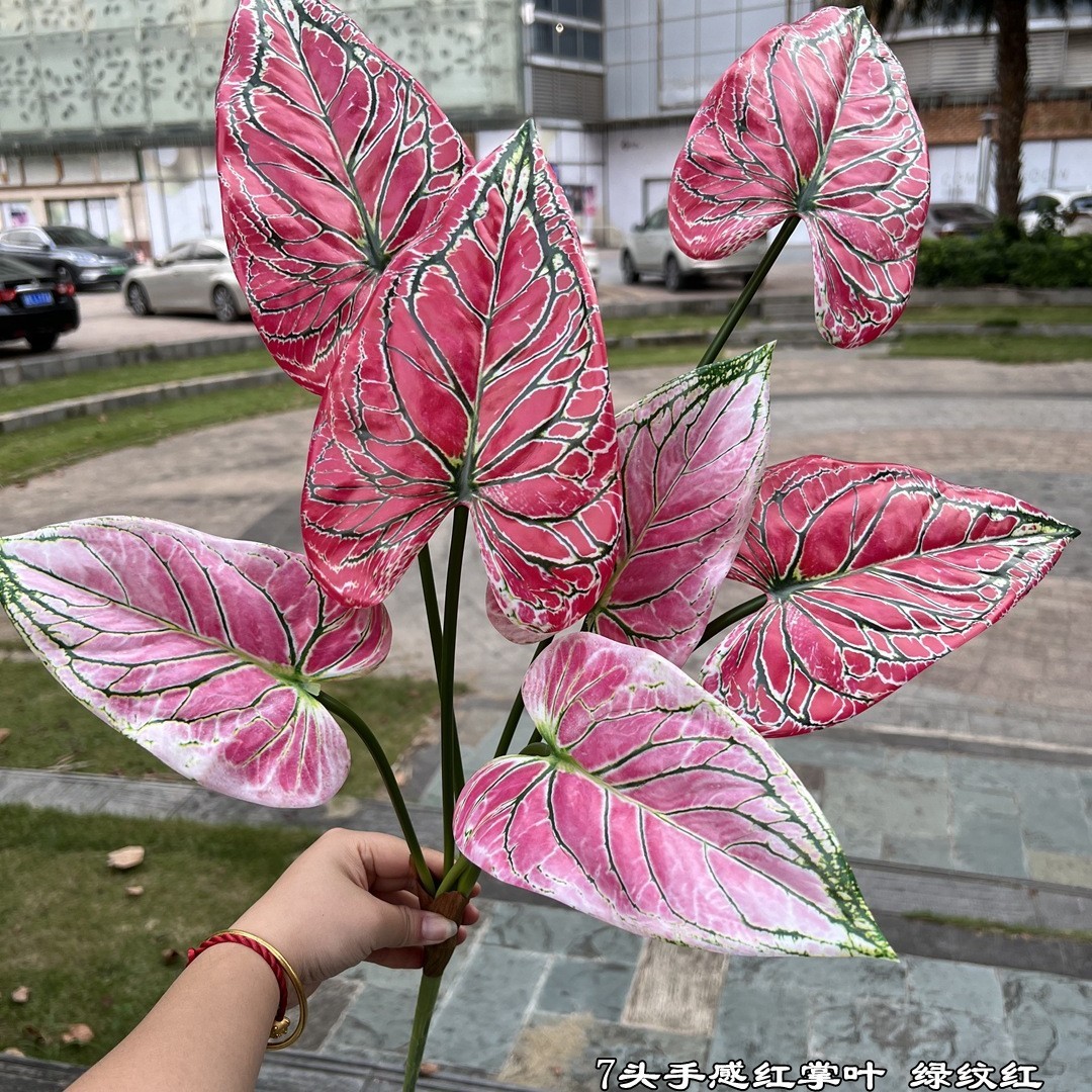 Hojas de palma rojas de 7 cabezas con rayas verdes.