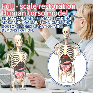 Yeni 4D insan şeffaf Torso bilim anatomi modeli çocuk yaratık yapısı mezhep öğretim kiti - Product Image 6