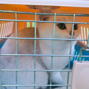 Kotak transportasi hewan peliharaan, kotak pembawa hewan peliharaan kandang kucing portabel pembawa anjing mobil anjing - Product Image 2