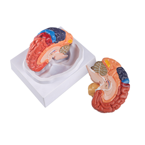 Beyin fonksiyon alanı ve arter yapısı ile insan beyin anatomisi modeli kraniyal sinirler de dahil olmak üzere PVC plastik renk sınıflandırması - Product Image 2
