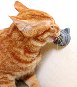 Multifuncional giratorio Molar Limpieza de dientes gato menta Catnip Ball juguetes aguacate gato juguetes catnip - Product Image 1
