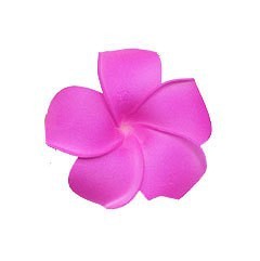 Plumeria a purple