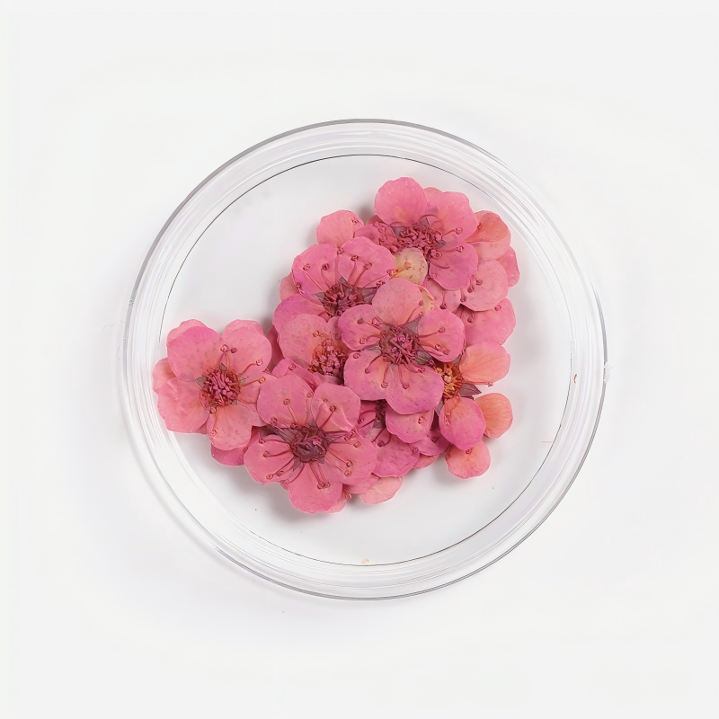 Rose foncé