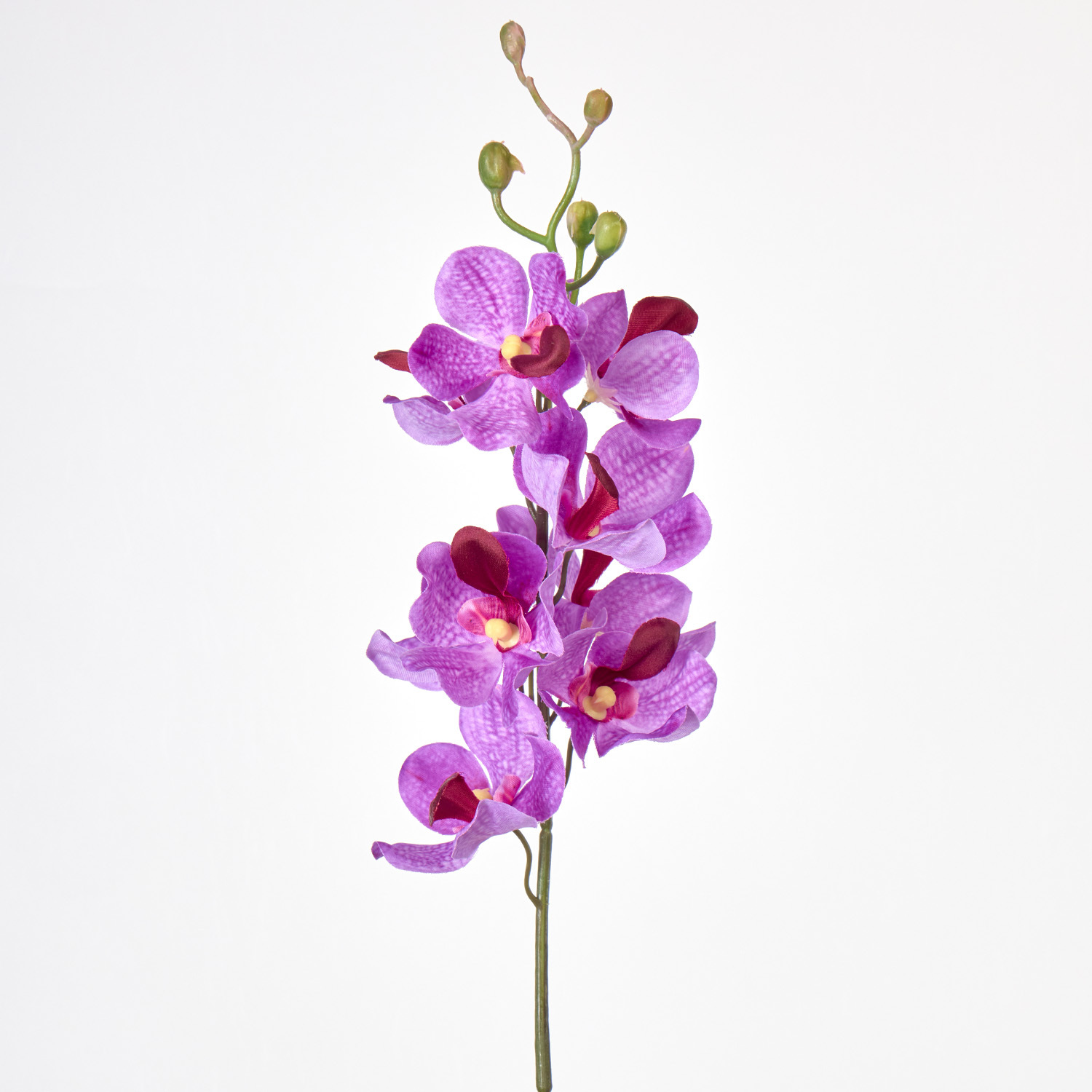 Viola chiaro