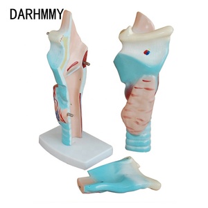 DARHMMY 3 Times <strong>Human</strong> Larynx Model Medical Anatomy Pharynx Display Teaching Model - Product Image 2