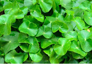 CENTELLA <strong>ASIATICA</strong> Asiatic Pennywort Gotu Kola Extract Asiaticosides ASIATIC ACID Total of Triterpenes 98% HPLC 16830-15-<strong>2</strong> - Product Image 2