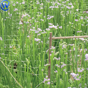 Trellis Netting Roll Blumen Spalier Erbsen netz Hdpe Gemüse pflanz netz 15 Cm Vertikales Netz für Blumen und Pflanzen - Product Image 1