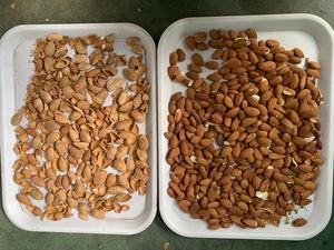 Almond Color Optical <strong>Sorting</strong> <strong>Machine</strong> Nuts <strong>Kernel</strong> Separator <strong>and</strong> Industrial Cleaning Shape Sorter - Product Image 6