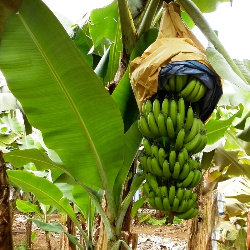 중미에 수출 된 과일 재배 보호를위한 바나나 종이 봉지