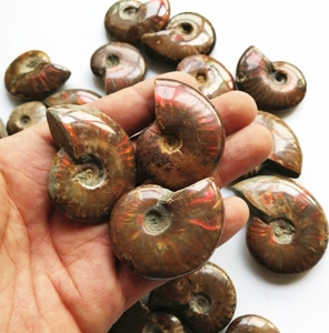 Fábrica Nautilus Fossil Conch Ammonite Fosilized Conch Nautilus Ammonite Fossil para la decoración del hogar - Product Image 6