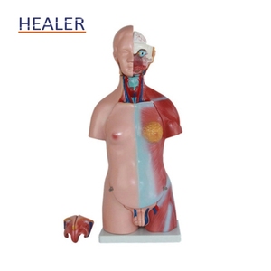 人体胴体PVCおよびプラスチック医学の解剖学的モデル解剖学モデル - Product Image 4