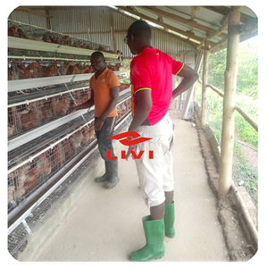 Lồng gà giá rẻ dành cho gà đẻ trứng, lồng gà công nghiệp, chuồng gà tầng, thiết kế miễn phí tại Kenya - Product Image 6