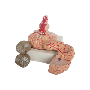 Medizinische Lehre Human Anatomy Brain Model mit Arterien PET-Material - Product Image 5