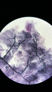 Medical University Laboratory Teaching Research Project Human Histology Prepared Slides of Human Motor <strong>Nerve</strong> - Product Image 4