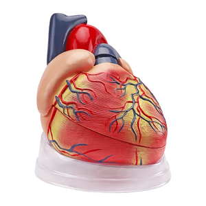 Tıbbi kardiyoloji anatomisi Model beyin renk insan kalp modeli şeffaf tabanı ile 5 kez 3 parça - Product Image 3