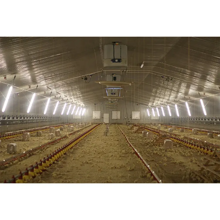 chicken nesting system laying egg chicken nest poultry farming design