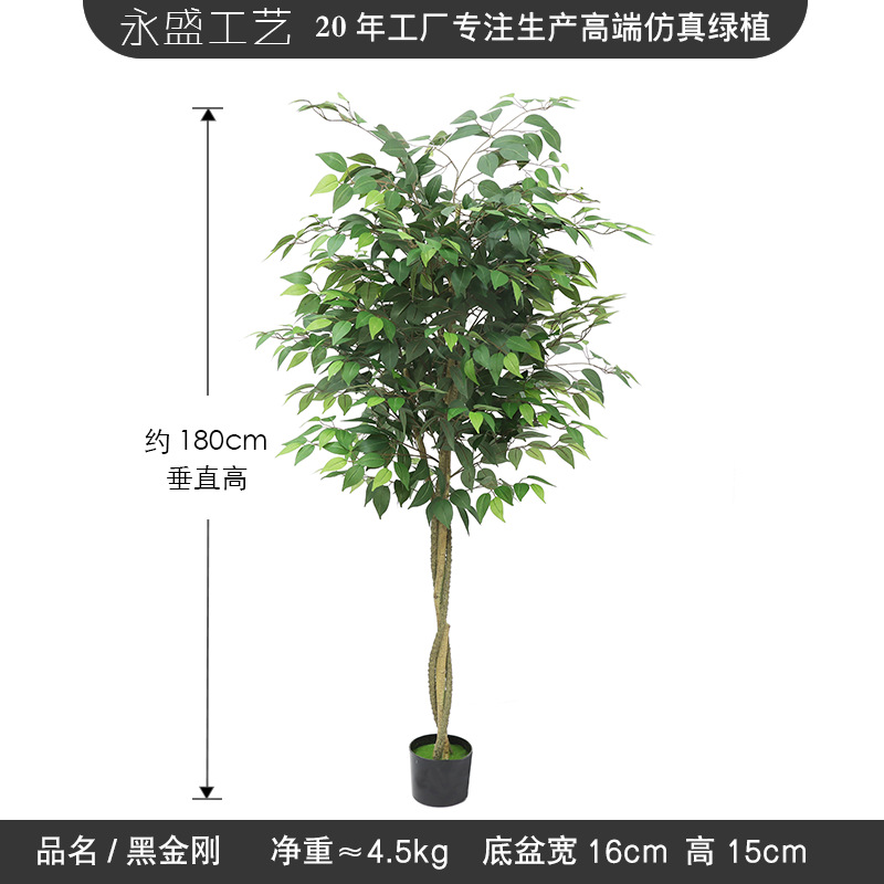 180cm banyan tree