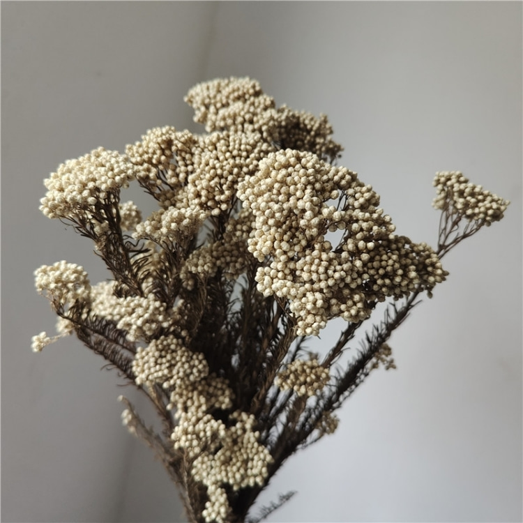 Beige naturale
