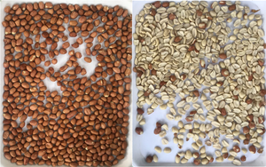 Peanut Sorter Color Sorter <strong>Machine</strong> <strong>for</strong> Peanut Groundnut <strong>Kernel</strong> Size <strong>Sorting</strong> Color <strong>Sorting</strong> Raw or Baked Peanut <strong>Sorting</strong> <strong>Machine</strong> - Product Image 2