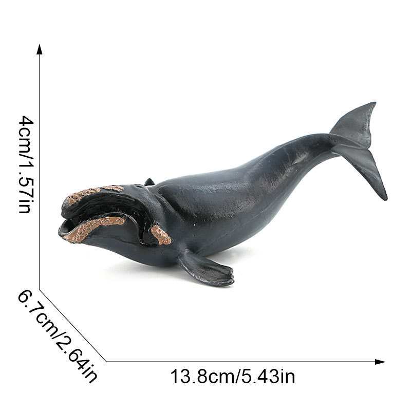 3868 right whale-663g