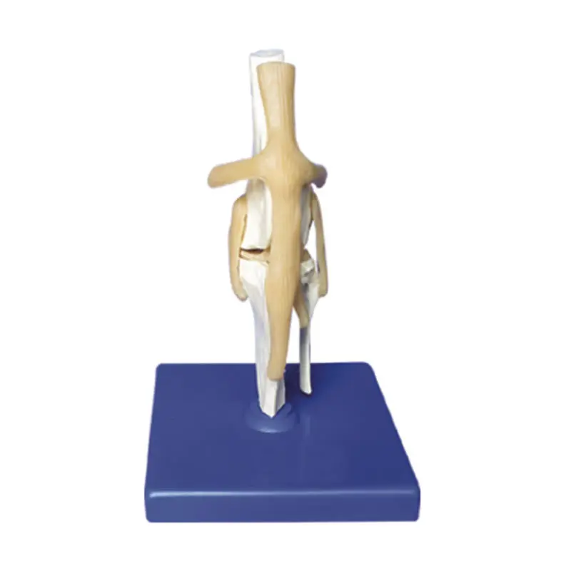 Medische Wetenschap Onderwijs Anatomie Anatomische Hond Kniegewricht Model
