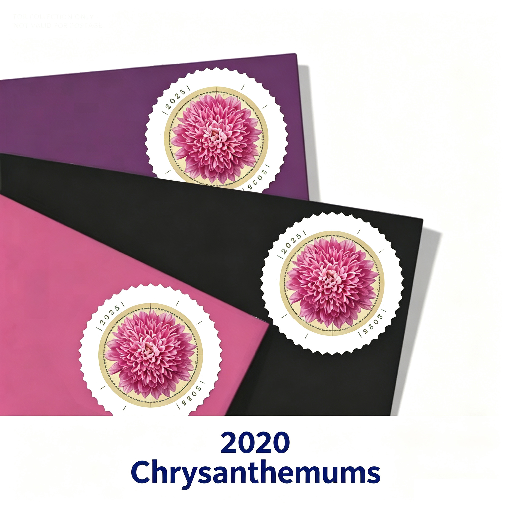 Purple 2020 Chrysanthemum500374-F4-55-20JH