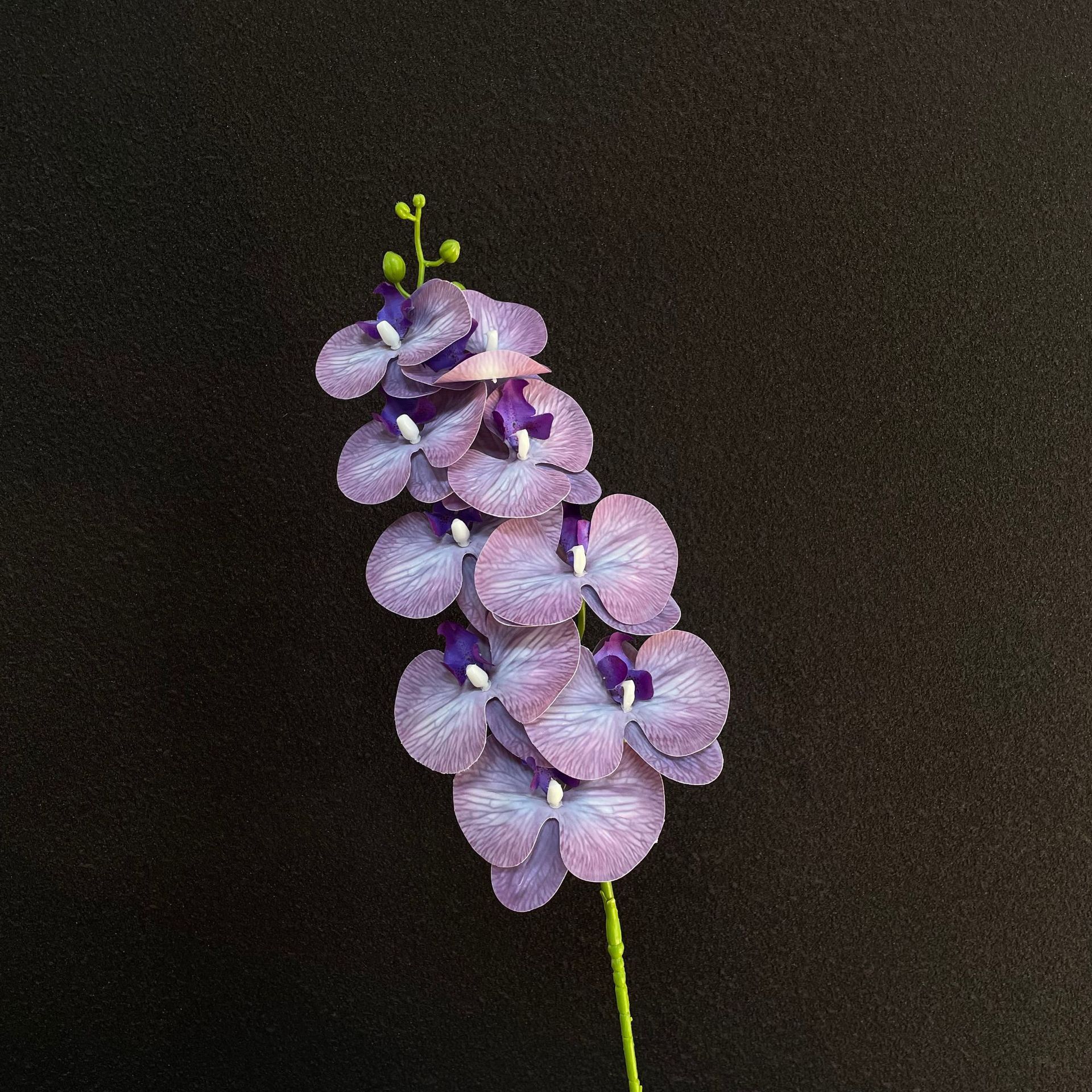 Cardamomo morado 3d phalaenopsis