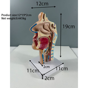 İnsan burun anatomisi modeli kulak burun boğaz tıbbi Model beyin burun ağız burun yapısı doku modeli - Product Image 2