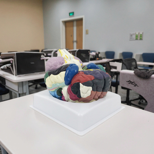 Mô hình giải phẫu Kích thước cuộc sống khu vực 2 phần não người plastinated Mô hình giải phẫu Mô hình giải phẫu và y tế - Product Image 5