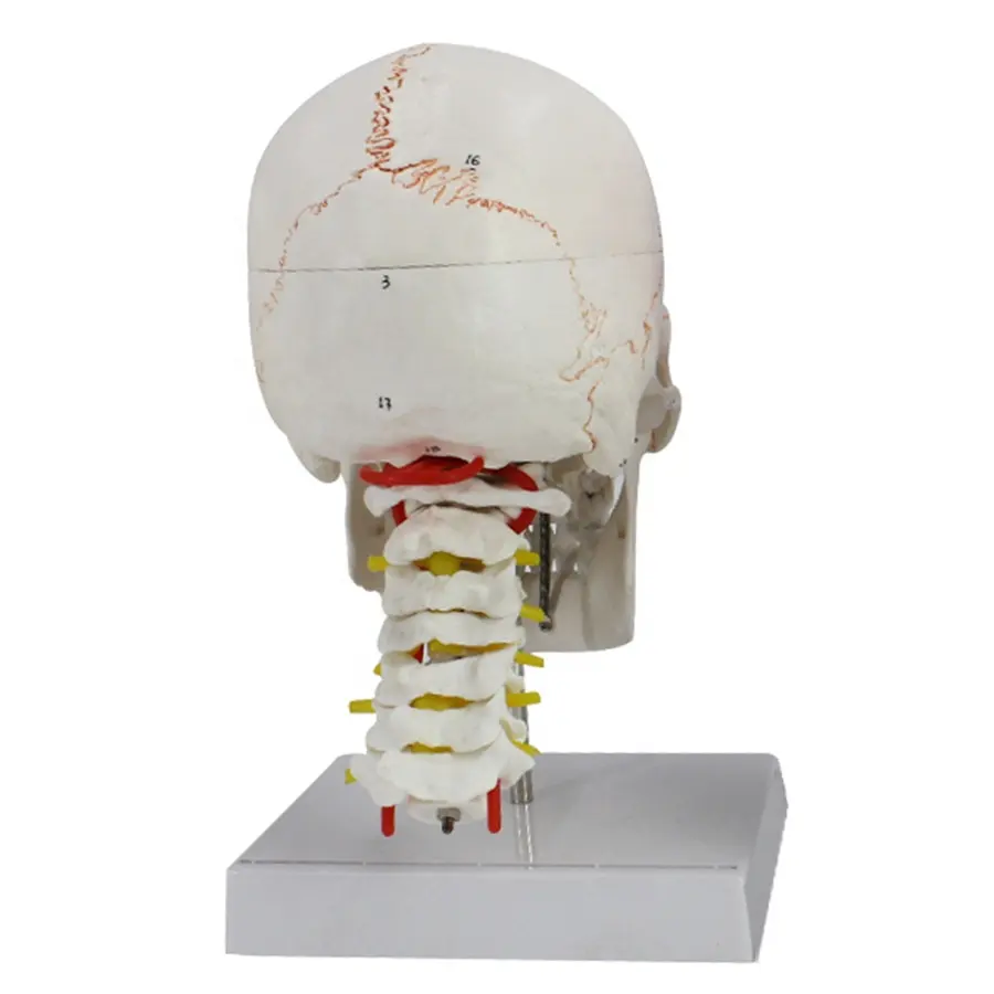 Modelo Educativo de cráneo numerado con espina Cervical, ciencia médica anatómica 1:1
