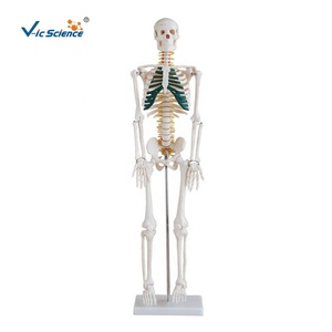 <strong>Human</strong> Skeleton Model With Green Cartilage and Spinal <strong>Nerves</strong> 85cm <strong>Human</strong> Skeleton Price <strong>Human</strong> Skeletal Model - Product Image 1