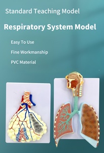 Modelo de enseñanza de anatomía respiratoria de ciencia médica, sistema de modelo pulmonar de alivio humano - Product Image 6