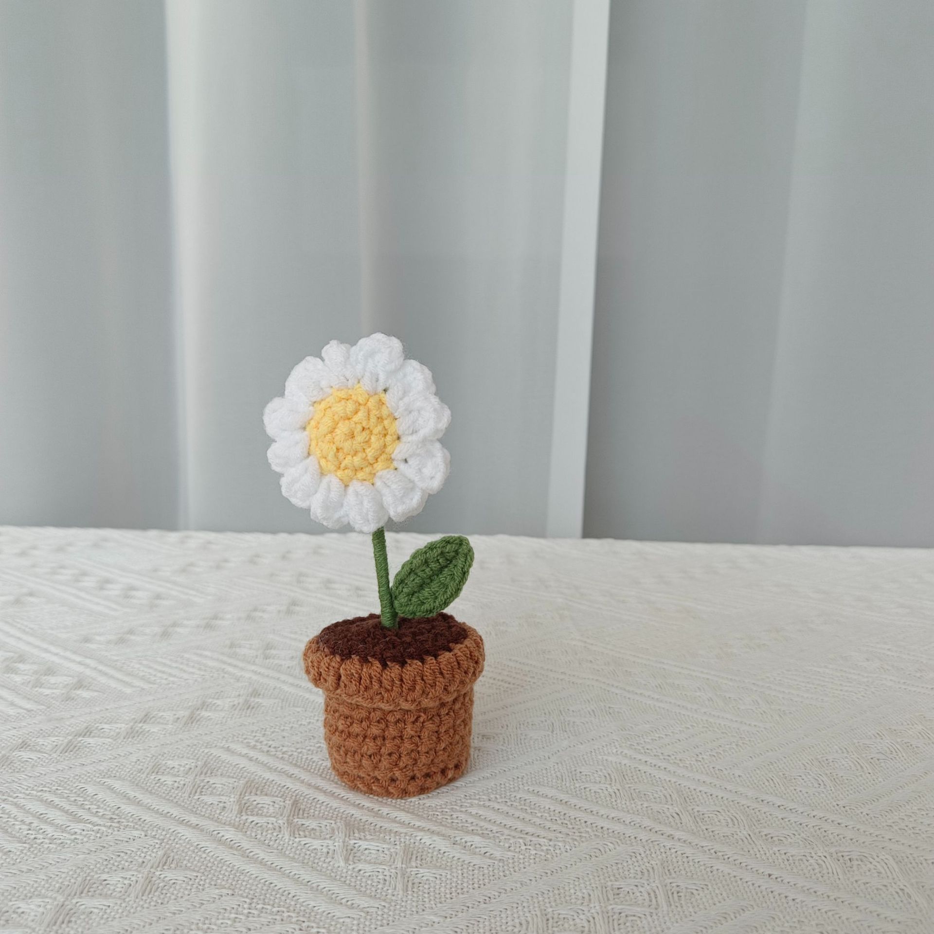 White A small daisy potted