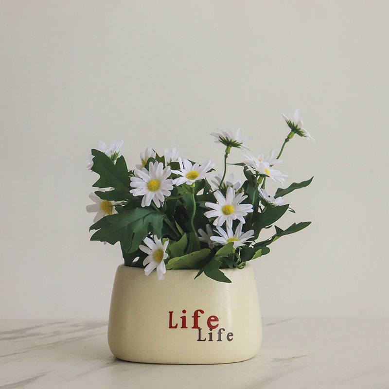 Plante en pot Daisies Life