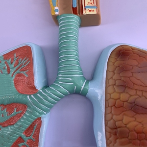 Tıp bilimi İnsan anatomik modeli pulmoner solunum ve dolaşım sistemi Model beyin - Product Image 5