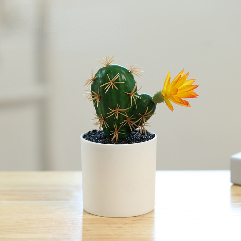 Small Pot Plant (Plastic Basin)