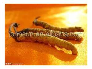 Intero impianto sfuso migliore prezzo secco Cordyceps <span class=keywords><strong>Sinensis</strong></span> estratto capsula Cordyceps polvere di estratto - Product Image 5