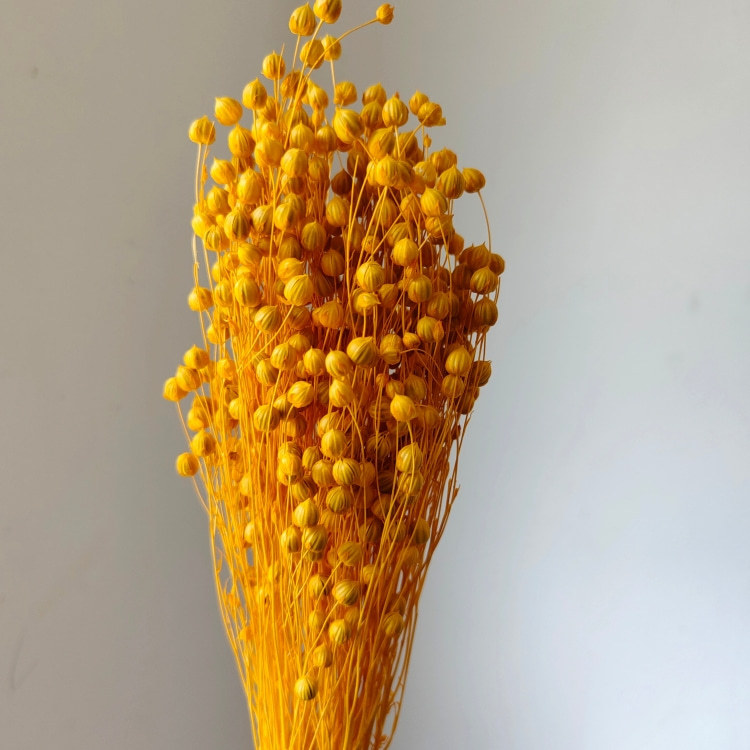 jaune doré