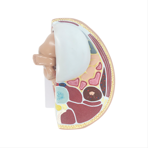 نموذج توجيه كامل للجنين للتعليم الطبي من ADA ونموذج توجيه الجنين المصغر للتدريس والتعلم - Product Image 4