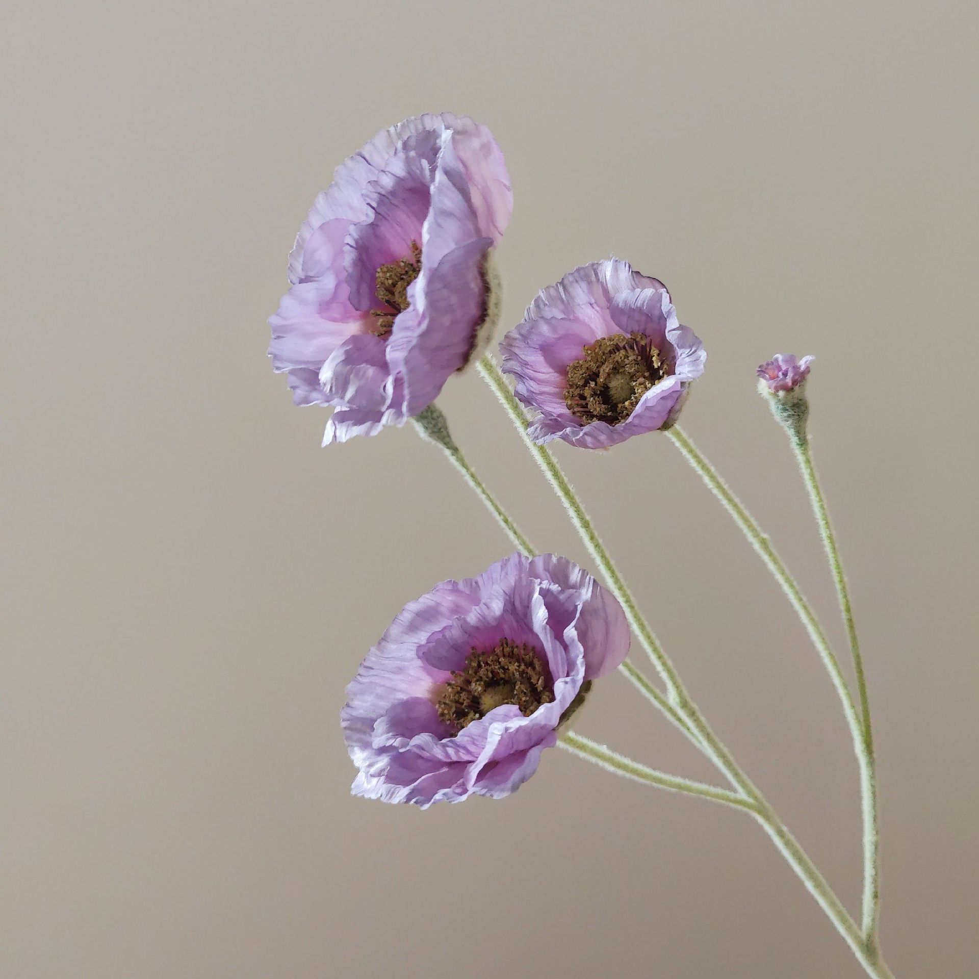 Phénix violet